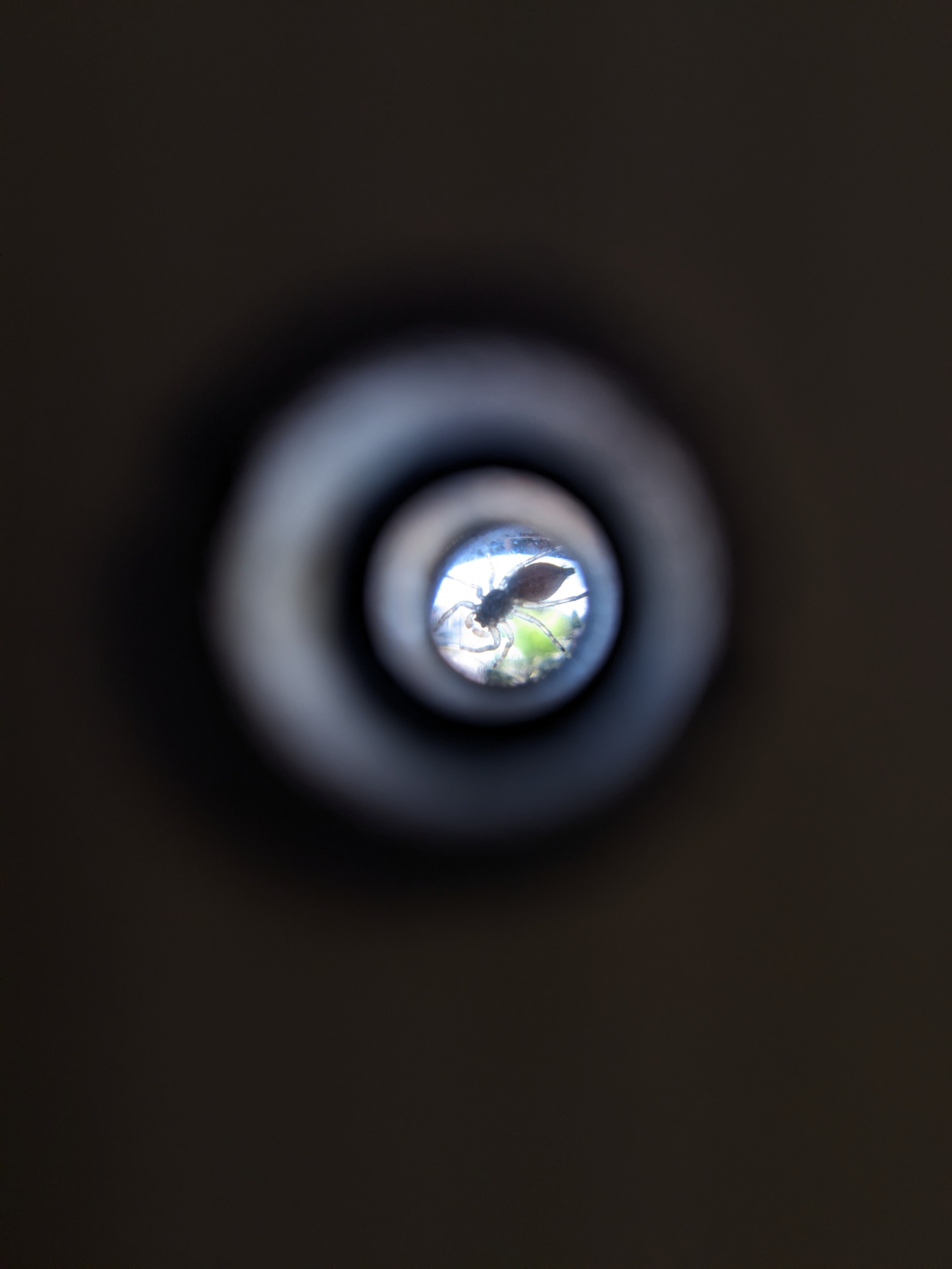 a spider in a peephole